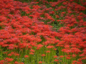 対岸の彼岸花