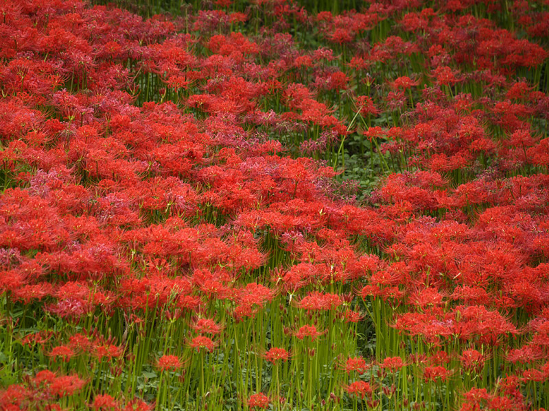 対岸の彼岸花