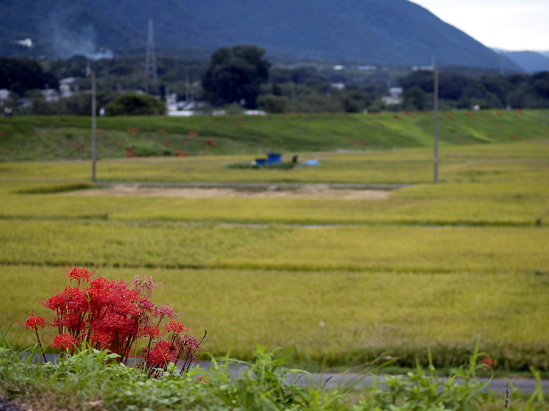 津屋川の田園風景