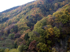 ビーナスラインの紅葉