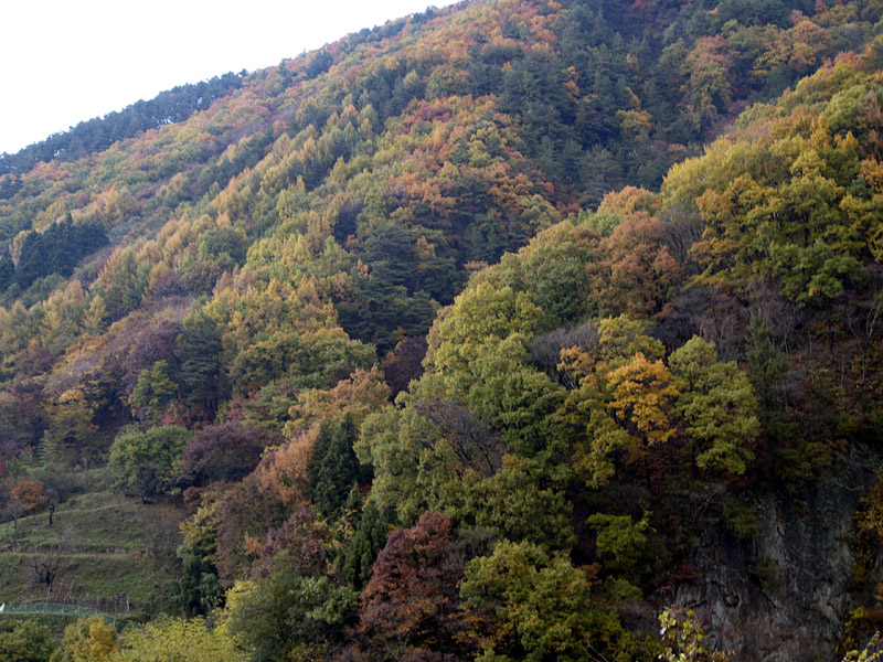 ビーナスラインの紅葉