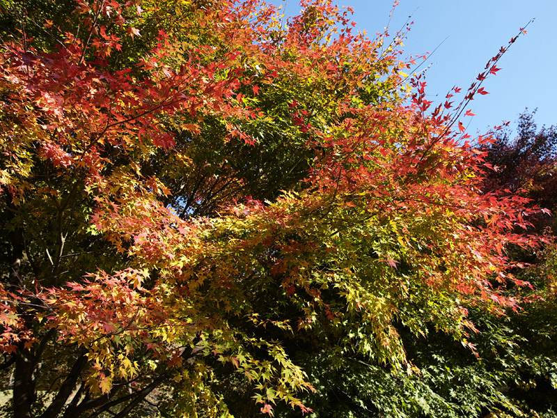 もみじ湖の紅葉