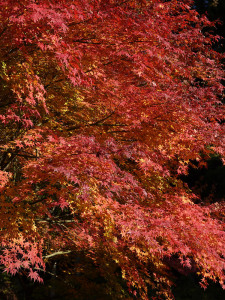 もみじ湖の紅葉