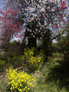 花桃と菜の花
