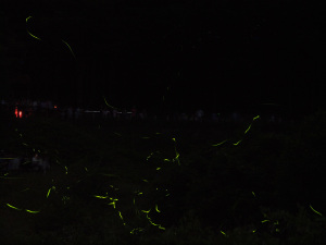 辰野ほたる祭り