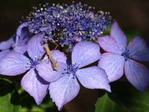 弘長寺の紫陽花