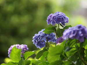 法船寺の紫陽花