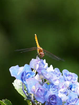 弘長寺の紫陽花