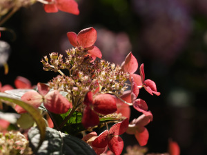 弘長寺 紫陽花