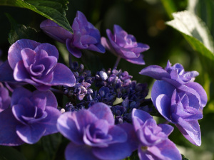 弘長寺 紫陽花