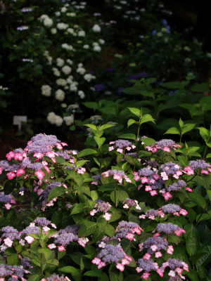 弘長寺 紫陽花