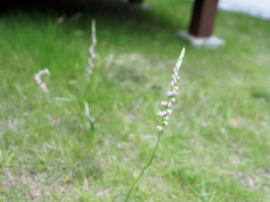 ネジバナ