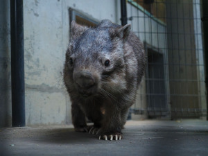 サマーナイトズー 茶臼山動物園